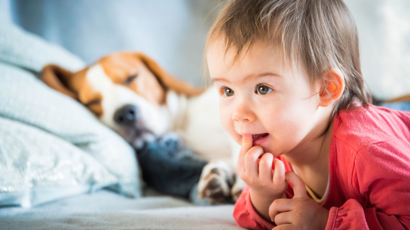 enfants et animaux de compagnie